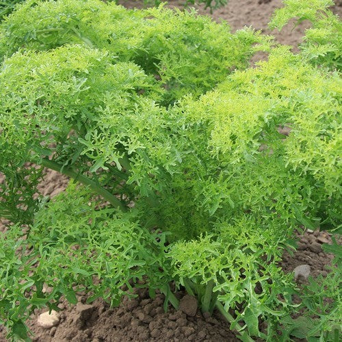 Amsoi 'Golden Frills'