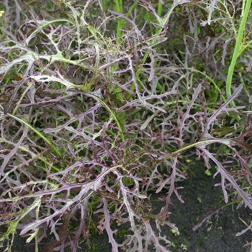 Amsoi 'Purple Frills'