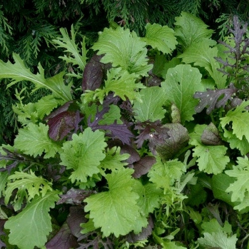 Amsoi 'Viva Mix'