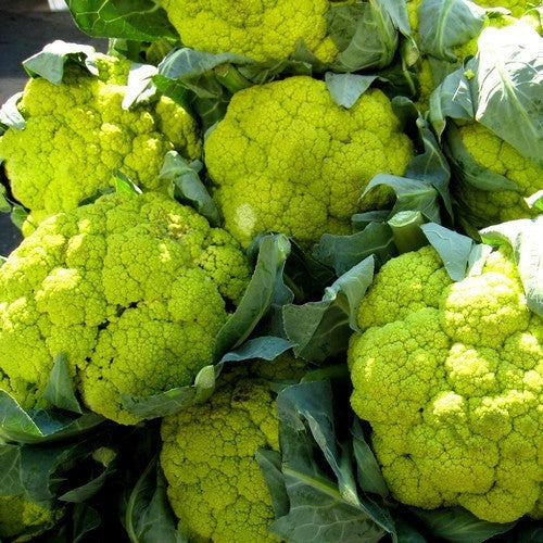 Bloemkool 'Alverda' / 'Vitaverde RZ' F1, 'Verdant' F1