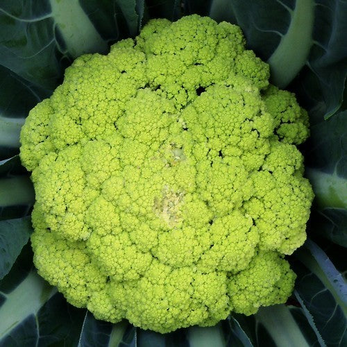 Bloemkool 'Alverda' / 'Vitaverde RZ' F1, 'Verdant' F1