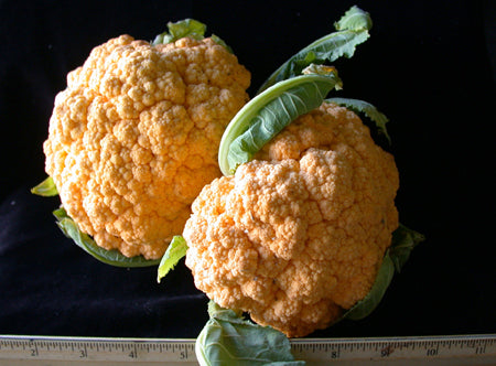 Cauliflower 'Cheddar' F1 / 'Sunset' F1