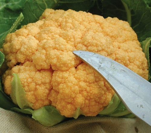 Cauliflower 'Cheddar' F1 / 'Sunset' F1