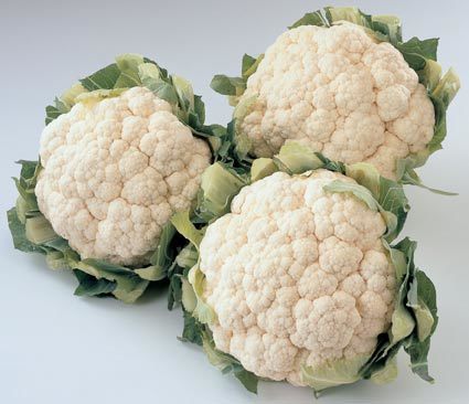WinterBloemkool 'Eva' RZ