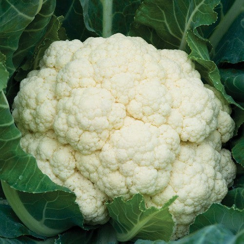 Bloemkool 'Amazing'