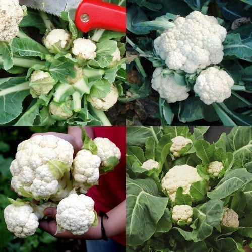 Cauliflower 'Multi-Head' F1