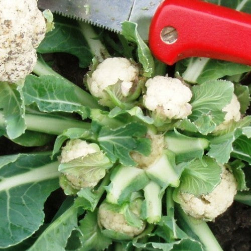 Cauliflower 'Multi-Head' F1