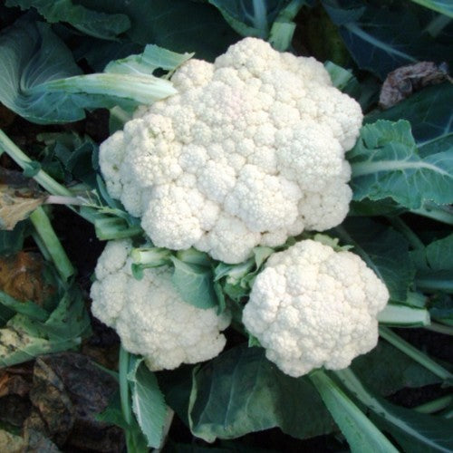 Cauliflower 'Multi-Head' F1
