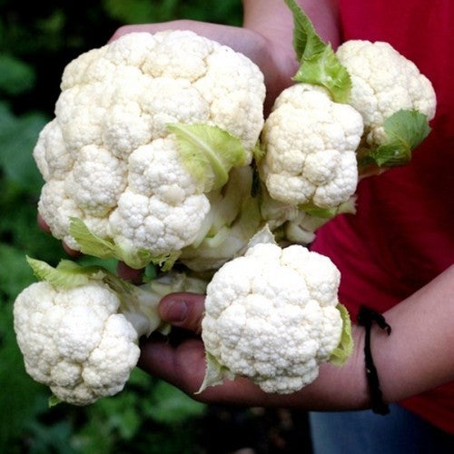 Cauliflower 'Multi-Head' F1