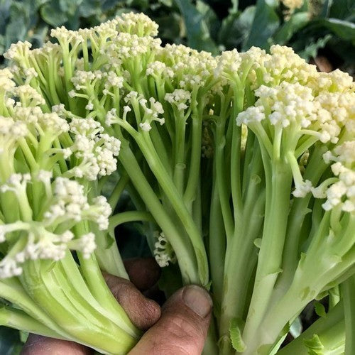 Sprouting Cauliflower 'Blumini'