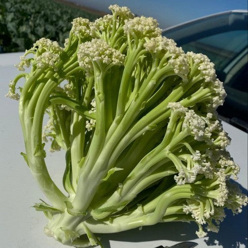 Sprouting Cauliflower 'Blumini'