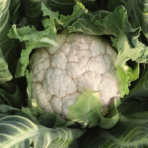 Winter Cauliflower 'Balak' F1