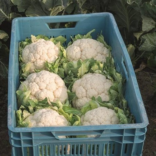 Winter Cauliflower 'Balak' F1