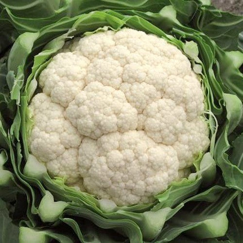 Winter Cauliflower 'Balak' F1