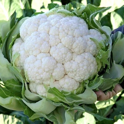 Autumn Cauliflower 'Newlyn' F1
