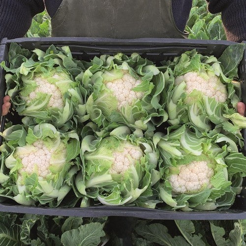 Autumn Cauliflower 'Newlyn' F1