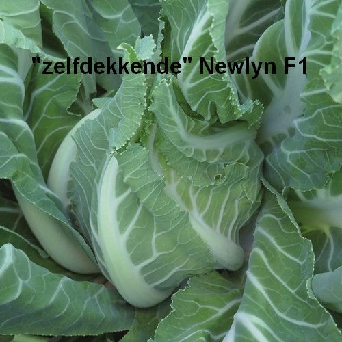 Autumn Cauliflower 'Newlyn' F1