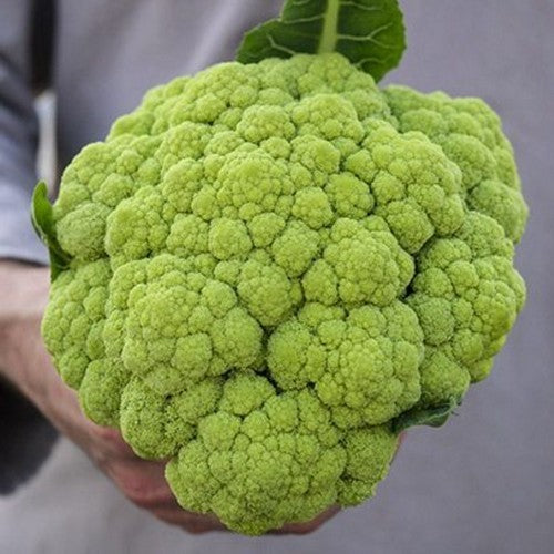 Groene Bloemkool 'Macerata Green'