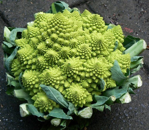 Bloemkool 'Romanesco'