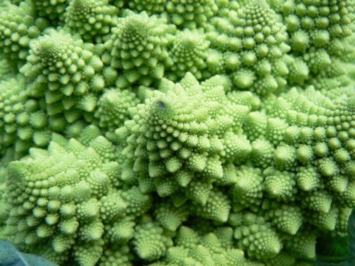 Bloemkool 'Romanesco'
