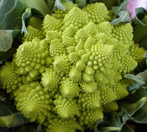 Bloemkool (Romanescotype) 'Veronica' F1 (Romanescotype)