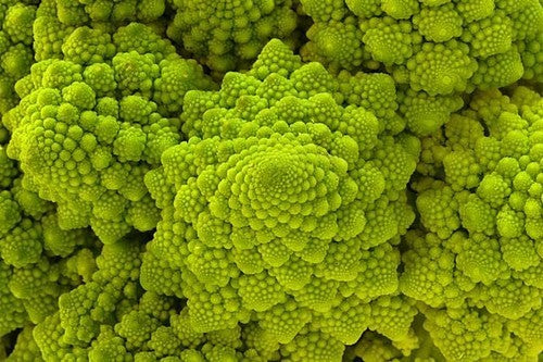 Bloemkool (Romanescotype) 'Veronica' F1 (Romanescotype)