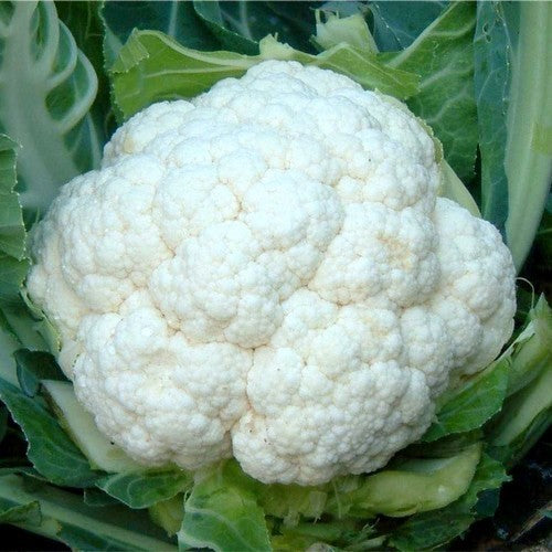 Bloemkool 'Snowball' / ''Erfurter' / 'Palla di Neve''