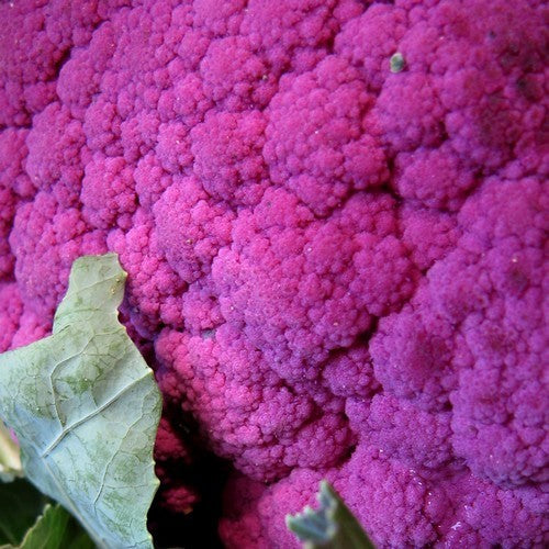 Cauliflower 'Violetto di Sicilia' / 'di Sicilia Violetto'