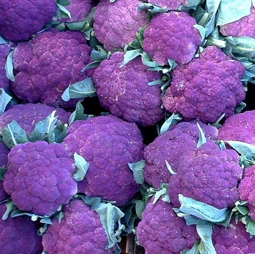 Cauliflower 'Violetto di Sicilia' / 'di Sicilia Violetto'