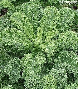 Kale 'Reflex' F1 / 'Winterbor' F1