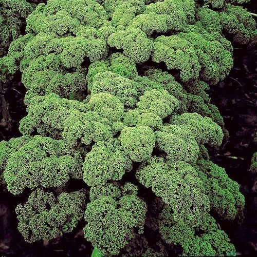 Kale 'Half-Tall Moskrul' / 'Vert Demi-Nain' / 'Halbhohe'