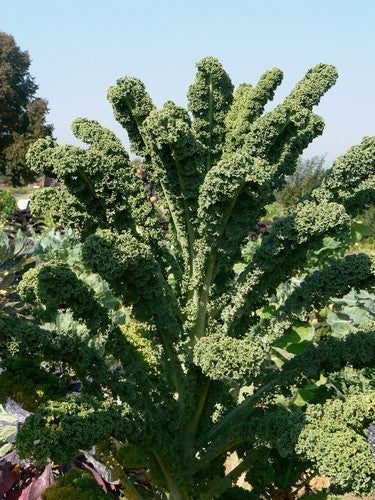 Boerenkool 'Lerchenzungen' / 'Leeuweriktongen'