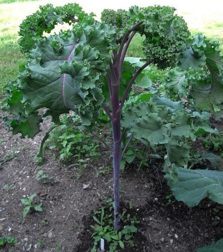 Kale 'Lippischer Braunkohl'