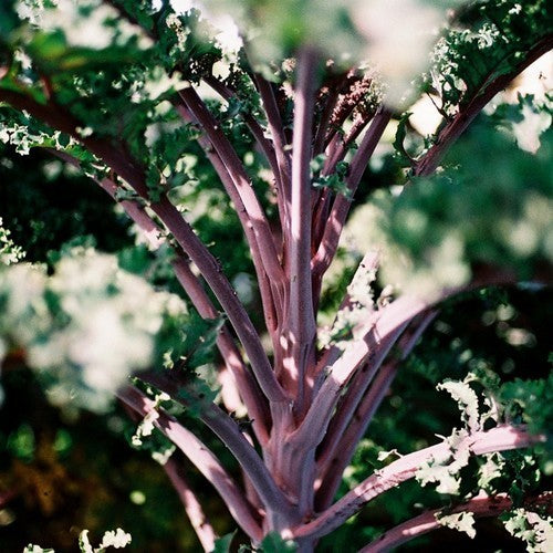 Kale 'Lippischer Braunkohl'
