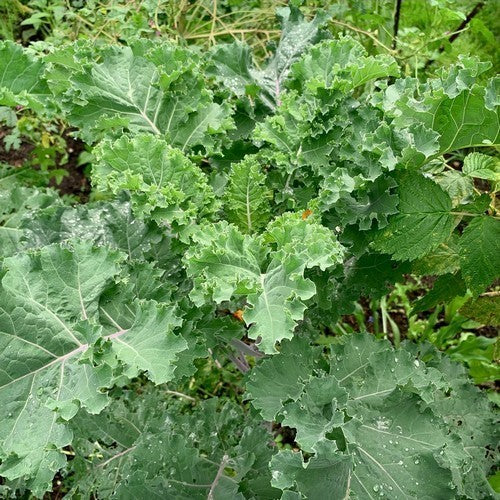 Kale 'Lippischer Braunkohl'