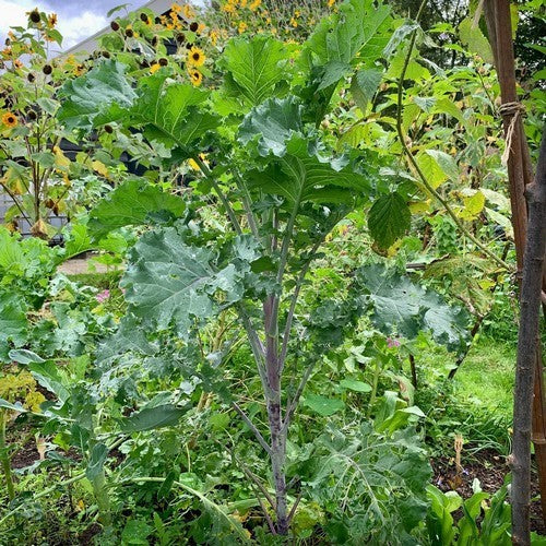 Kale 'Lippischer Braunkohl'