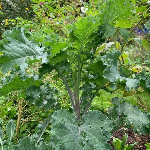 Kale 'Lippischer Braunkohl'