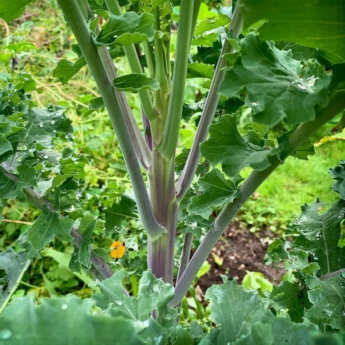 Kale 'Lippischer Braunkohl'