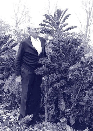 Boerenkool 'Ostfreeske Groenkohl'