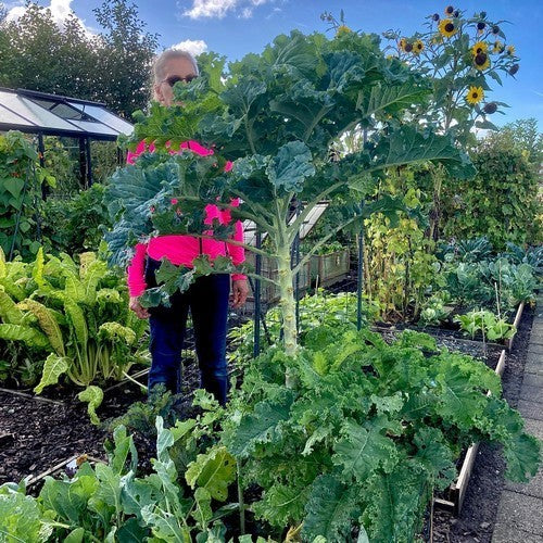 Boerenkool 'Ostfreeske Groenkohl'