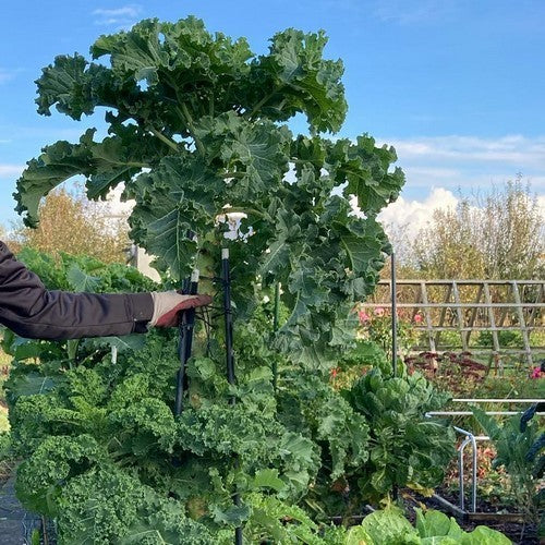 Boerenkool 'Ostfreeske Groenkohl'