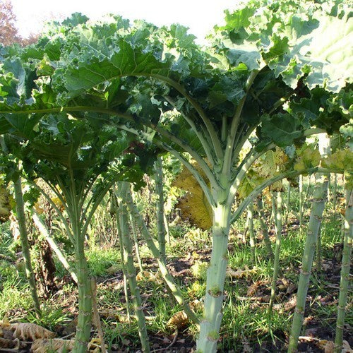 Boerenkool 'Ostfreeske Groenkohl'