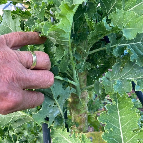 Boerenkool 'Ostfreeske Groenkohl'