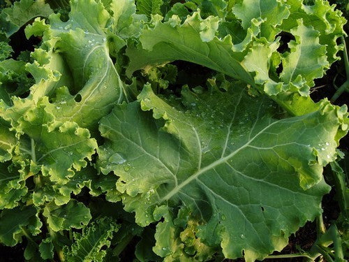 Kale 'Pentland Brig'