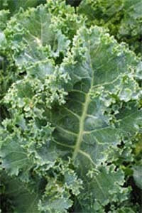 Kale 'Pentland Brig'