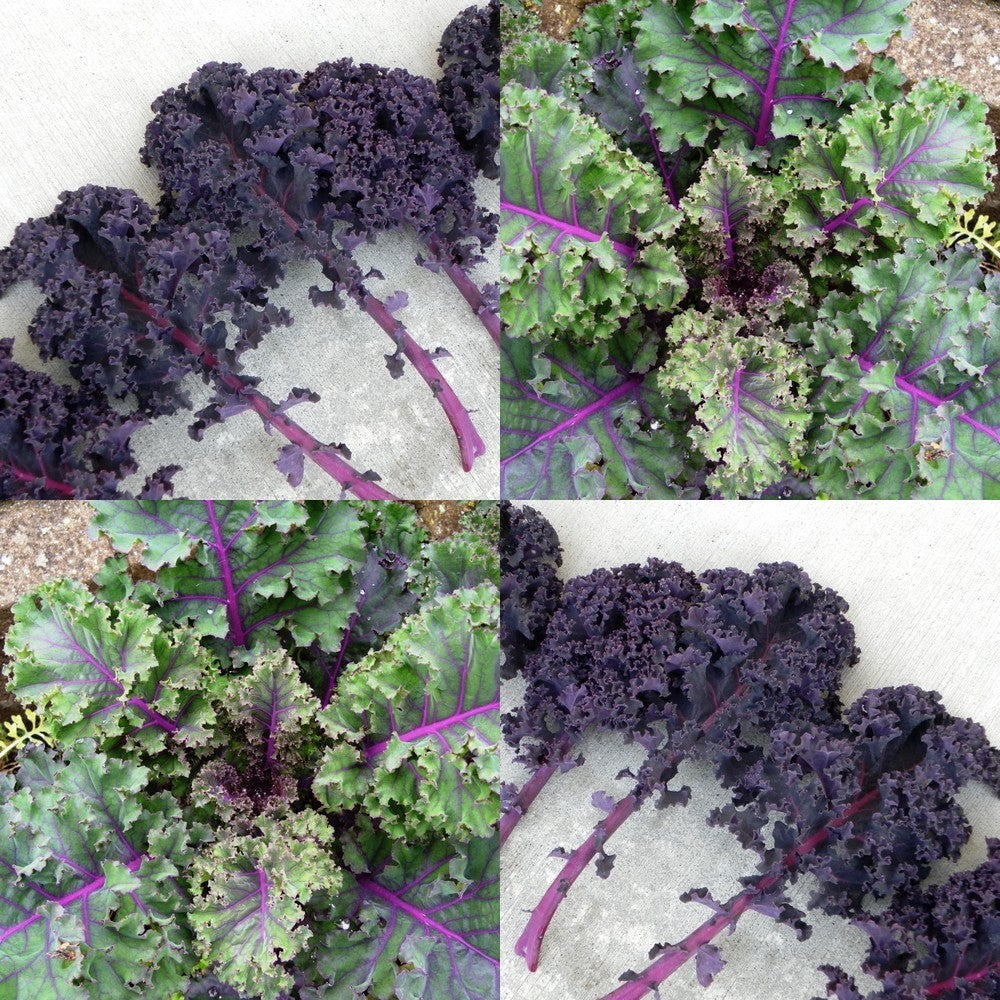 Red Kale '(Curly) Scarlet'