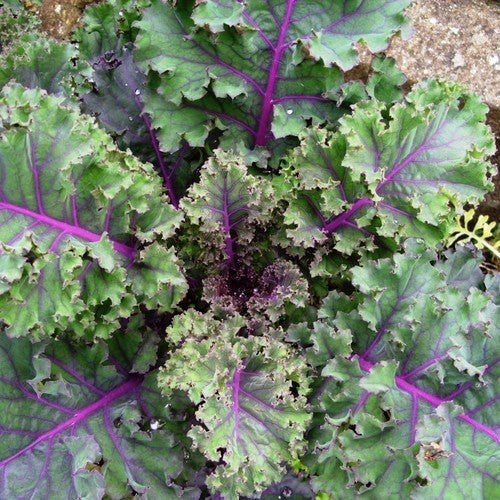 Red Kale '(Curly) Scarlet'