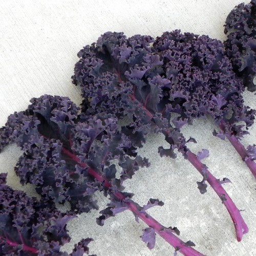 Red Kale '(Curly) Scarlet'