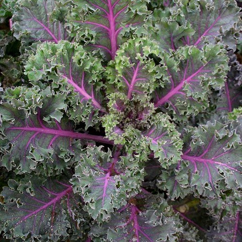 Red Kale 'Midnight Sun'
