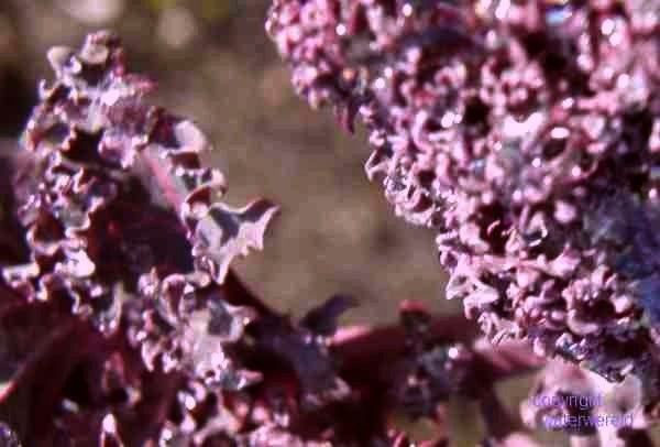 Rode Boerenkool 'Rote Palme'